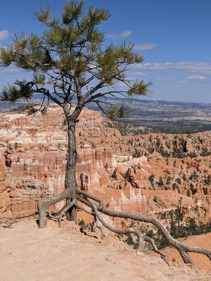 A pine tree with its bare roots holding onto a cliff edge for dear life with beautiful red and white sandstone spires filling the canyon amphitheatre behind it.