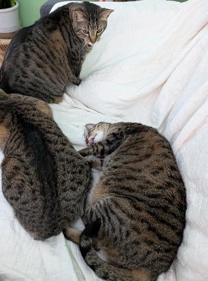 A photo looking down at a couch with three identical tabby cats. On the lower-right Primrose is on her side and has her tongue sticking out, with her head rotated so that her chin is toward the camera. On the lower-left Petunia is crouched with her head out of frame. In the upper-left Vincent is sitting up and looking skeptically at his mother and his sister. A bonus fourth tabby cat is hiding under the blanket that covers the couch, in the upper-right.