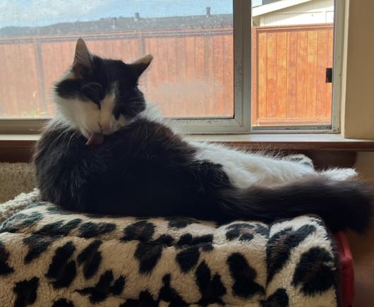 A medium-hair tuxedo cat, sitting on storage boxes lifting him up to window height (and topped with a cat mat), tongue out as he works at cleaning his backside.