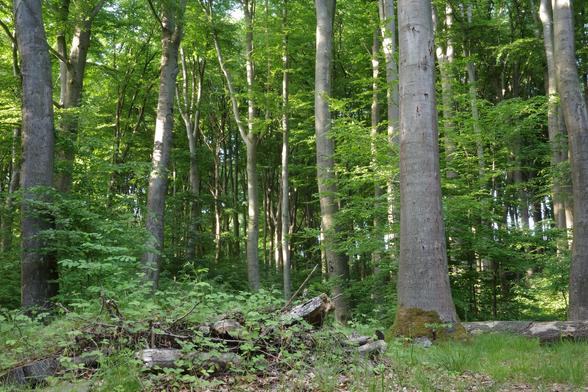 A beech forest bathed in the evening sun
In the front right of the picture, a paradise for insects and birds has been created: a small hill of dead wood