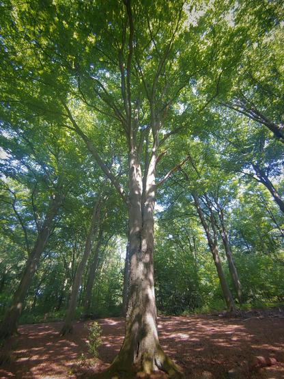 Im Zentrum des Hochkantfotos eine riesige Buche, deren Stamm helle Flecken von der durch die grünen Blätter scheinenden Sonne hat. Dahinter weitere Bäume - aufgrund der Weitwinkel-Aufnahme von leicht unten schwebt die Baumkrone über allem und die anderen Bäume scheinen alle auf einen Punkt außerhalb des Bildes ausgerichtet.