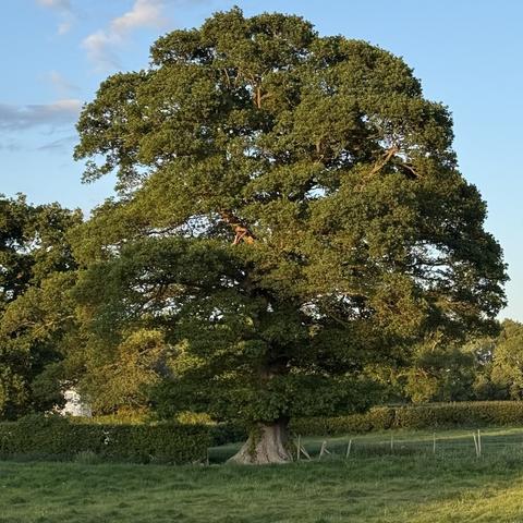 A very large and mature tree with dark green leaves. It has a rounded shape and branches down to within a few feet of the ground so just a small amount of the large trunk is visible. The trunk has a wide bade. It is a sunny day and there are shadows on the grassy field in which the tree stands. The sky is blue with a few white clouds. There are other trees and a hedge in the background.