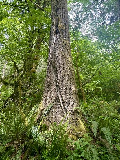 A mighty broad and tall fir tree stands proudly in the forest. It is surrounded by big leaf maples, sword ferns, and other vibrant greenery. Clear sky shines through the canopy.