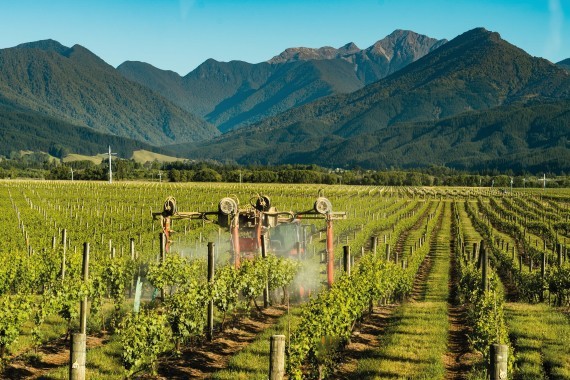 Optimism for New Zealand wine amid export woes - Drinks International