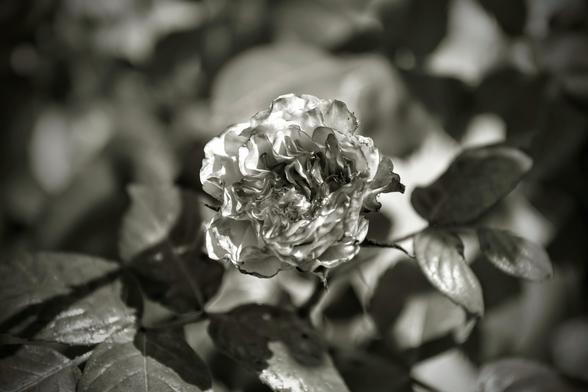 a rose blossom