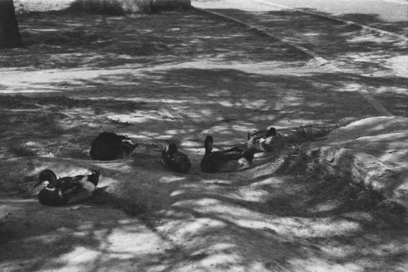 Ilford FP4 @ ISO 80

**English:**
A black and white photograph depicting a tranquil scene in a park. Several ducks are resting on the grass near a body of water. The ducks are scattered around, some closer to the water's edge while others are further away. The water body is partially visible, and the overall scene is calm and serene, with the ducks appearing relaxed in their natural habitat.

**Chinese:**
一张黑白照片，描绘了公园里宁静的场景。几只鸭子在水边的草地上休息。这些鸭子分散各处，有些靠近水边，有些则离得较远。水体部分可见，整个场景平静而宁和，鸭子们在自然栖息地中显得非常放松。