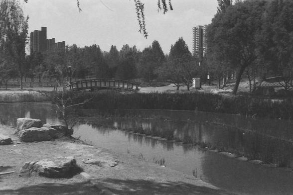 Ilford FP4 @ ISO 80

**English:**
A black and white photograph capturing a scenic view of a park with a small bridge over a pond. The pond is surrounded by lush vegetation and trees, creating a peaceful atmosphere. In the background, tall buildings rise above the treeline, contrasting with the natural setting of the park. The bridge adds a charming element to the scene, inviting viewers to imagine crossing it and exploring the park further.

**Chinese:**
一张黑白照片，捕捉到公园中带有小桥的池塘的美景。池塘周围环绕着茂密的植被和树木，营造出宁静的氛围。背景中，高楼大厦矗立在树木之上，与公园的自然环境形成对比。这座桥为场景增添了一份魅力，让观者想象着穿过它并进一步探索公园。
