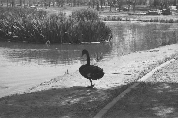 Ilford FP4 @ ISO 80

**English:**
A black and white photograph showing a solitary black swan standing on a narrow strip of land beside a pond. The swan is poised gracefully, with its neck arched elegantly. The pond is surrounded by reeds and other vegetation, creating a picturesque and serene setting. The background includes more greenery and trees, adding to the natural beauty of the scene.

**Chinese:**
一张黑白照片，展示了一只孤独的黑天鹅站在池塘边的一条狭长陆地上。天鹅姿态优雅，脖颈弯曲得非常优美。池塘周围环绕着芦苇和其他植被，构成了一幅如画般宁静的场景。背景中还有更多的绿色植物和树木，为自然美景增添了色彩。