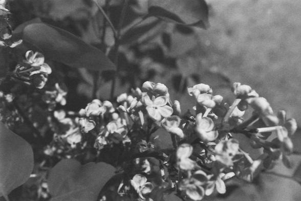 Ilford FP4 @ ISO 80

**English:**
A black and white close-up photograph of a cluster of small flowers. The flowers are delicate and appear to be in full bloom, with intricate details visible in their petals. The background is blurred, drawing focus to the flowers in the foreground. The play of light and shadow adds depth to the image, highlighting the natural beauty and intricacy of the flowers.

**Chinese:**
一张黑白特写照片，展示了一簇小花。这些花朵娇小精致，看起来盛开得非常美丽，花瓣的细节清晰可见。背景模糊，使前景的花朵成为焦点。光影的交错为图像增添了深度，突显了花朵的自然美和精致。