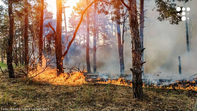 Beginnender Waldbrand