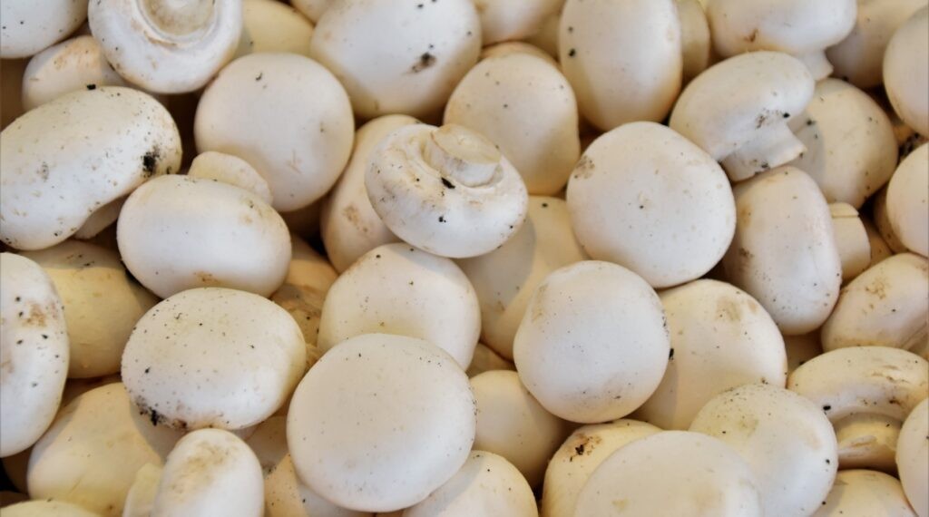 Mushroom Festival