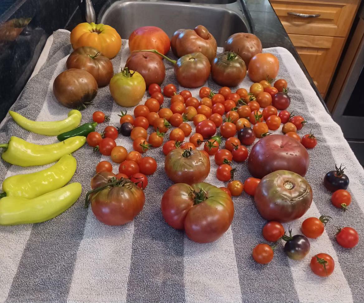 A large display of vegetables on a striped towel on a kitchen counter.  The harvest includes 4 yellow peppers, 15 large tomatoes and dozens of small cherry tomatoes.