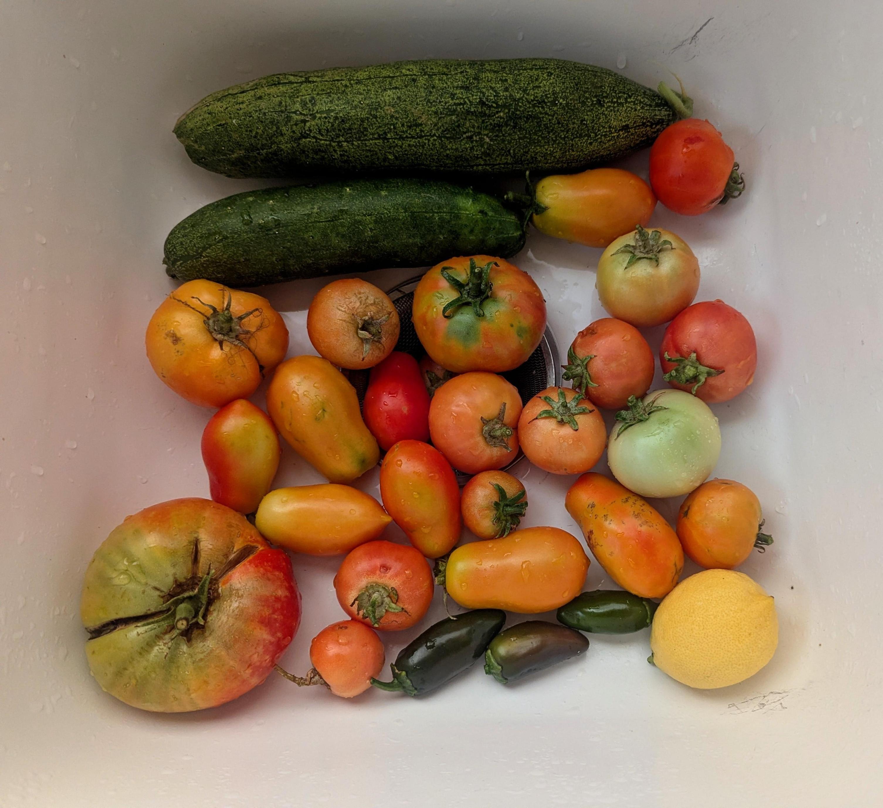 Assorted garden vegetables in a white sink: two large cucumbers  at the top, mixed heirloom and cherry tomatoes in red, orange, and green across the center, three dark green jalapeños near the bottom, and a yellow lemon at the lower right.