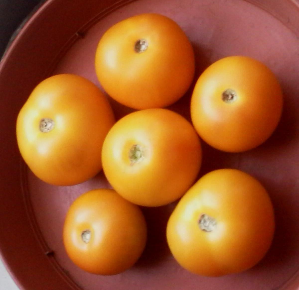 Five golden yellow tomatoes in a seven inch terracotta coloured plastic plant pot saucer
