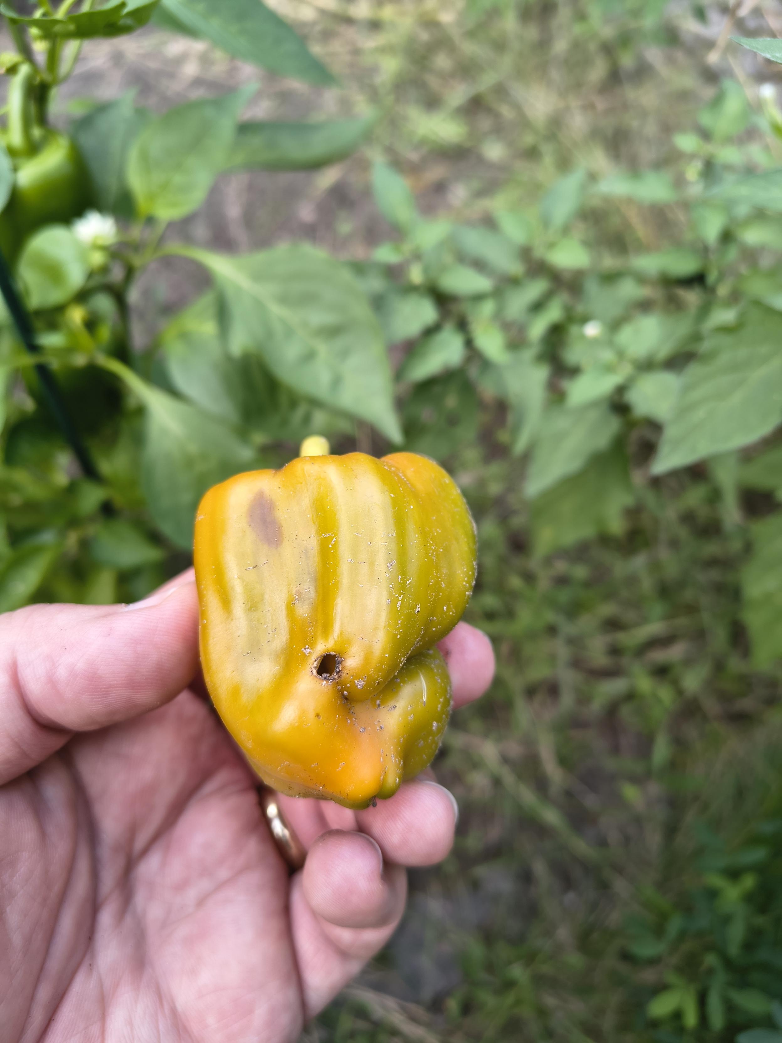 A hand holding a small yellow bell pepper in front of a plant with some green bell peppers on it. The yellow pepper has a brown colored hole in the side, and some brown colorations here and there, showing that some kind of bug has infested it and it is no longer suitable for human consumption.