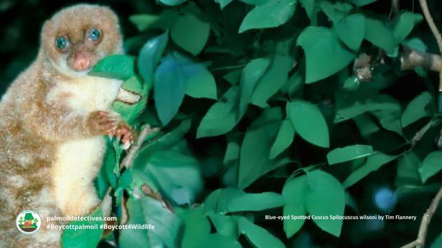 Blue-eyed Spotted Cuscus Spilocuscus wilsoni by Tim Flannery (4)