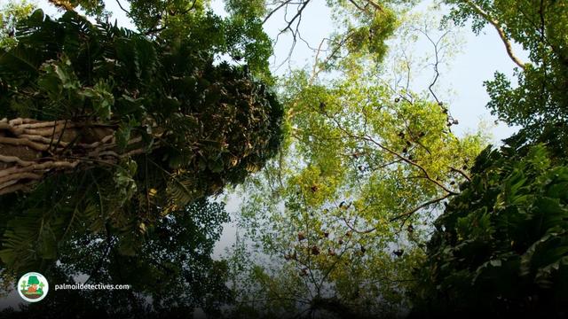 Rainforest in Papua by Denis Smolen for Getty Images