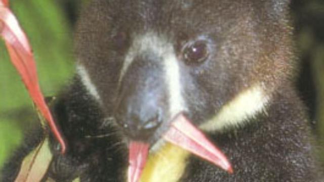 Dingiso Dendrolagus mbaiso