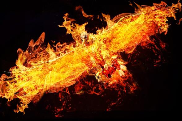 A bird wreathed in orange & yellow flame with wings spread against a black background.