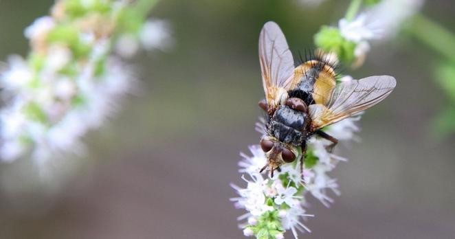 Eine gelb-schwarze Fliege sitzt auf weißen Minzblüten. Das Insekt ist von oben aufgenommen.
