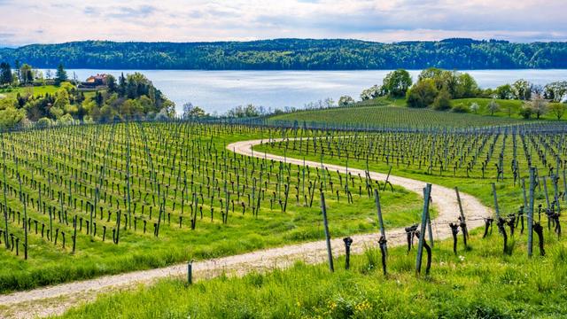 Ein Wirtschaftsweg schlängelt sich durch Weinfelder