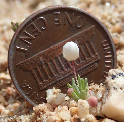In gray tiny gravel, rather like coarse sand a US penny. The entire plant is smaller than the penny. It has a round white blossom like a balloon when it is closed. The leaves are pale jade green and chubby like those found on desert succulents. The stems of the flowers are thread-like. 