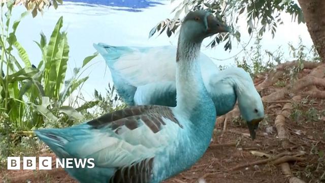 Geese with feathers dyed blue standing by river bank