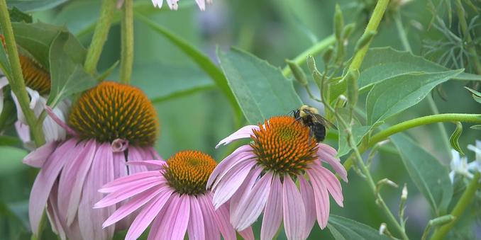 Nebraska Statewide Arboretum unites plant lovers with garden walks across Lincoln