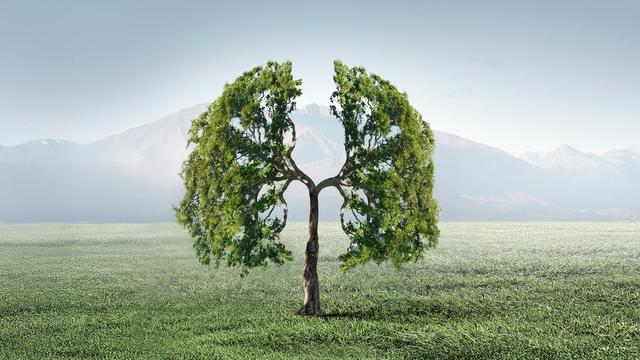 Das Cover zur Sendereihe "Tag für Tag" zeigt einen gezeichneten Baum, dessen Krone sich in zwei Hälften aufspaltet. Die Hälften erinnern an zwei Lungenflügel oder auch die Flügel eines Engels.