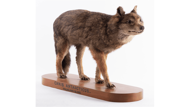 The Falkland Islands Wolf: The Tragic Tale Of The First Known Canid Humans Drove To Extinction