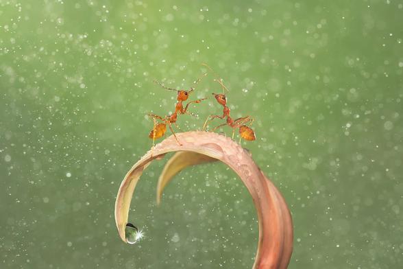 Award-Winning Macro Photos Nature Most Intricate Details