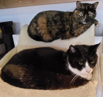 Two cats, one above the other on their cat bed. Tortoiseshell above, tuxedo below.
