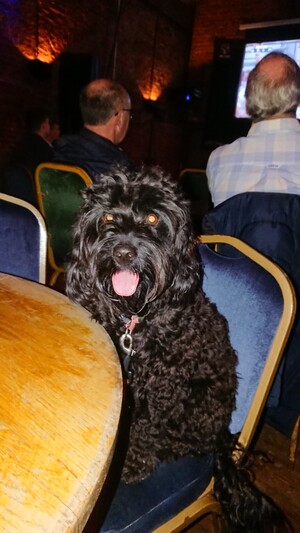 Ada the black cockapoo looking very happy and sitting on a pub chair 