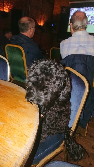 Ada the cockapoo puppy licking a table 