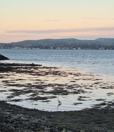 A heron stands still in the water of Carlingford Lough. The town of Warrenpoint in the distance.