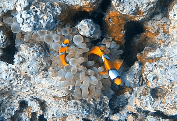 An little and big clownfish in an anemone.