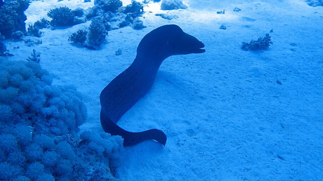 A free swimming moray eel.