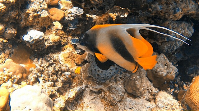 Two angel fish side to side.