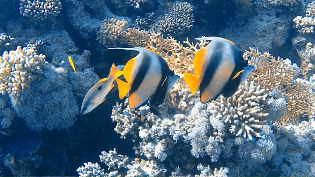 Two angel fish in the sunlight.