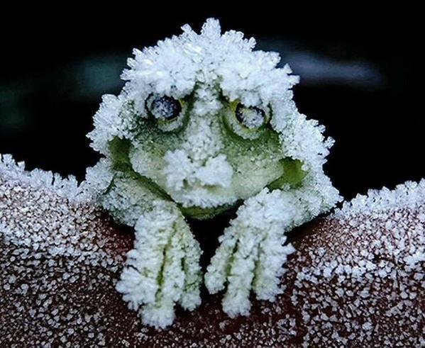 An Alaskan tree frog covered in frost.