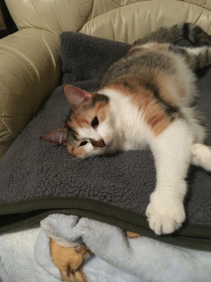 Tired looking calico kitty lying down on the sofa with one leg stretched out towards the camera.