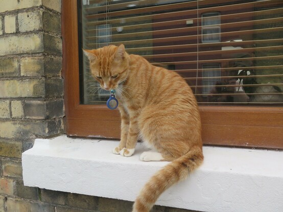 A ginger cat sits on a windowsill looking down. Behind him is the window, in which we can see blinds and the reflection of houses opposite.