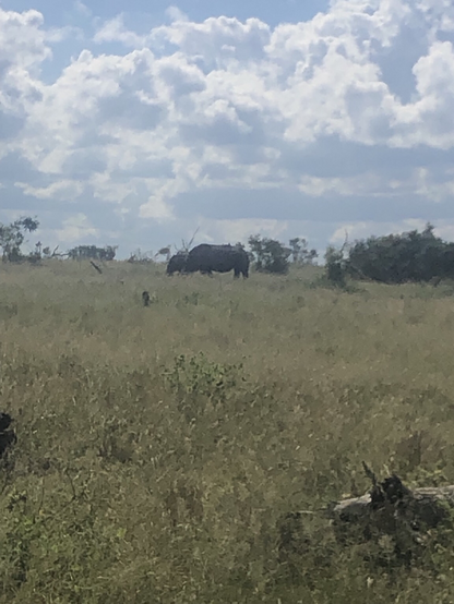Rhinos in grass with bushes and trees