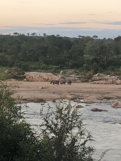 Mother and two young rhinos far side of the Crocodile River