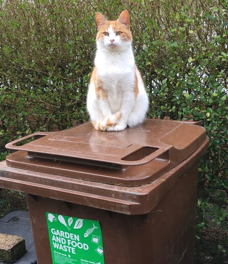 A big orange & white cat, sitting on a bin labelled “garden & food waste”.