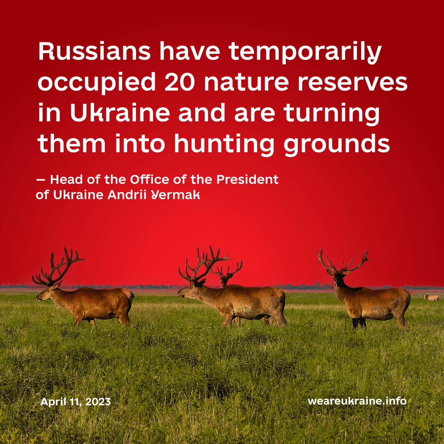 Poster showing 4 Stags grazing and a quote Andrii Yermak, the head of the Office of the President of Ukraine, wrote on Telegram, Russian invaders have temporarily occupied 20 nature reserves in Ukraine and are turning them into hunting grounds, mines, and <br />“parking lots” for tanks.