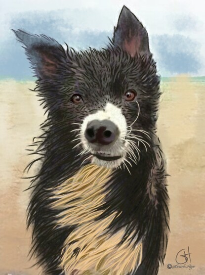 A windswept collie dog, soaked through and wind dragging its fur and ears sideways. It stares direct to camera while the grey sky looms behind it. Copyright @GracelessHippo 