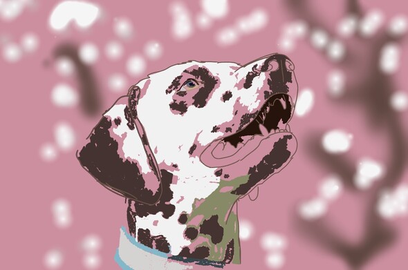 A dalmation dog with pink background merges into its background. This is a 30 minute study. Copyright @GracelessHippo 