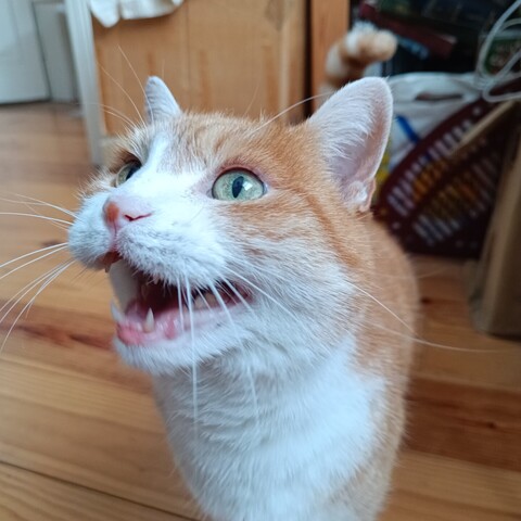Close up of a cat with her mouth open looking like she is either miaowing or giving out. Cat is very fierce.