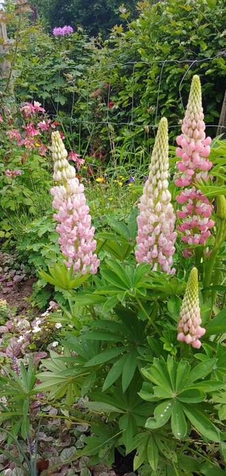 A cluster of pink lupin flower spikes growing upright in their usual conical form.